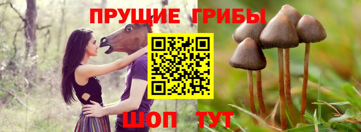 Псилоцибиновые грибы Psilocybe  Зеленогорск 